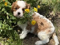Will, a male Cavalier King Charles Spaniel for sale in Hardy, AR – 2 of 8