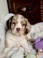 Care Bear, a male Cocker Spaniel for sale in Hardy, AR – 7 of 9