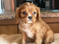 Harry, a male Cavalier King Charles Spaniel for sale in Hardy, AR – 5 of 7
