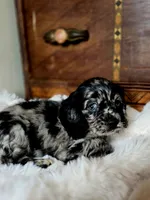 Mandy, a female Cocker Spaniel for sale in Hardy, AR – 5 of 10
