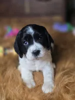 Panda, a female Cocker Spaniel for sale in Hardy, AR – 7 of 9