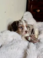 Care Bear, a male Cocker Spaniel for sale in Hardy, AR – 5 of 9