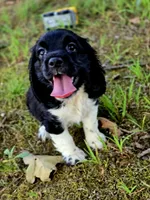 Flashy, a female Cocker Spaniel for sale in Hardy, AR – 3 of 10