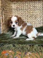 Jojo, a female Cavalier King Charles Spaniel for sale in Hardy, AR – 5 of 5