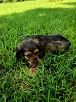 Alley, a female Cocker Spaniel for sale in Hardy, AR – 8 of 10