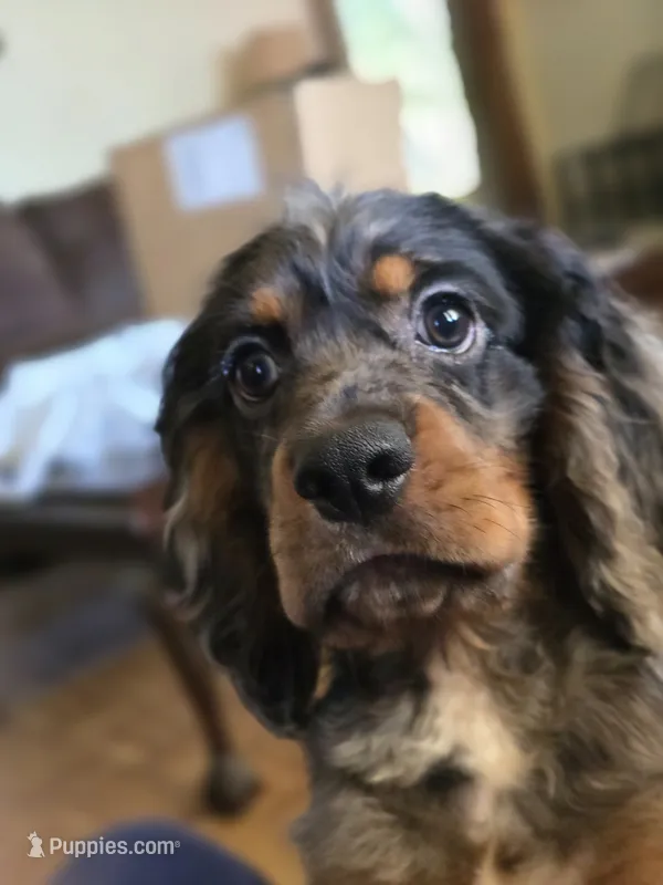 Beautiful Girl – Cocker Spaniel puppy for sale in Hardy, AR
