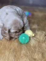 Buffy, a male Cocker Spaniel for sale in Hardy, AR – 2 of 10