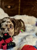 Major, a male Cocker Spaniel for sale in Hardy, AR – 9 of 9