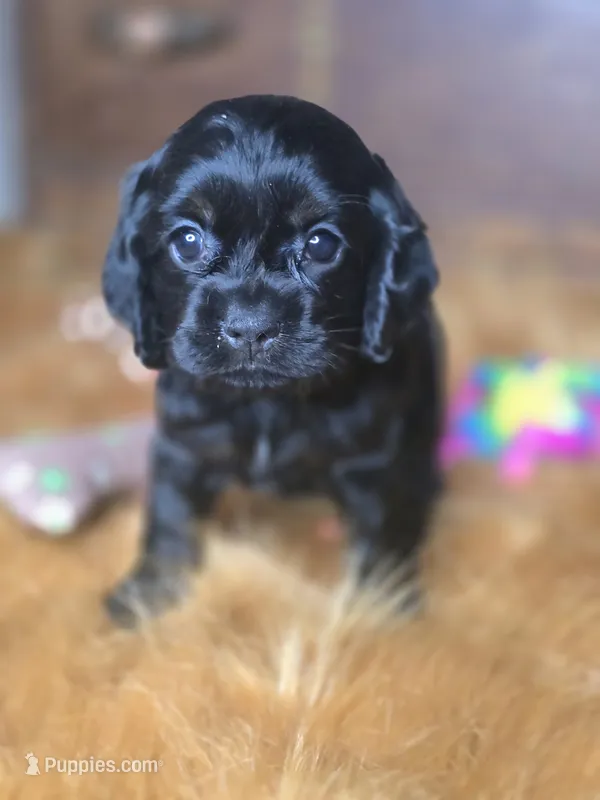 Cameron  – Cocker Spaniel puppy for sale in Hardy, AR