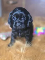 Cameron , a male Cocker Spaniel for sale in Hardy, AR – 1 of 10