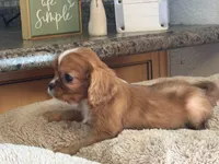 Annie, a female Cavalier King Charles Spaniel for sale in Hardy, AR – 8 of 8
