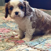 Marley, a male Cavalier King Charles Spaniel for sale in Hardy, AR – Photo 3 of 5