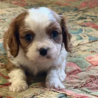 Marley, a male Cavalier King Charles Spaniel for sale in Hardy, AR – Photo 1 of 5