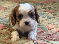 processed/90cf4e8e-6c9a-416f-af77-f1ec7d19d841/listing/b91075de-c2e3-45e5-ae31-fec9559c4a2d/6595f881-2458-4d31-be56-49413ec77da2