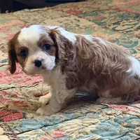 Marley, a male Cavalier King Charles Spaniel for sale in Hardy, AR – Photo 4 of 5