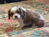 processed/90cf4e8e-6c9a-416f-af77-f1ec7d19d841/listing/b91075de-c2e3-45e5-ae31-fec9559c4a2d/98eda694-dd97-4bb7-b167-332be8077c11