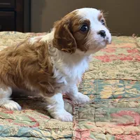Marley, a male Cavalier King Charles Spaniel for sale in Hardy, AR – Photo 5 of 5