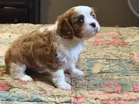 processed/90cf4e8e-6c9a-416f-af77-f1ec7d19d841/listing/b91075de-c2e3-45e5-ae31-fec9559c4a2d/be494f48-64d0-49ee-baef-67c59f0f74b5