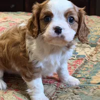 Marley, a male Cavalier King Charles Spaniel for sale in Hardy, AR – Photo 2 of 5