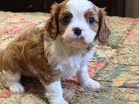 processed/90cf4e8e-6c9a-416f-af77-f1ec7d19d841/listing/b91075de-c2e3-45e5-ae31-fec9559c4a2d/c23ec2a0-afa1-4028-8a48-85481e849df3