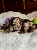 Octavia , a female Cocker Spaniel for sale in Hardy, AR – 3 of 8