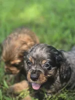 Beautiful Girl, a female Cocker Spaniel for sale in Hardy, AR – 3 of 9