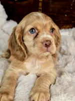 Buttercup , a female Cocker Spaniel for sale in Hardy, AR – 7 of 9