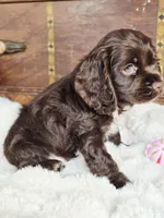 Hershey , a male Cocker Spaniel for sale in Hardy, AR – 7 of 9