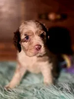 Aroura, a female Cocker Spaniel for sale in Hardy, AR – 7 of 10