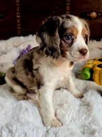 Princess , a female Cocker Spaniel for sale in Hardy, AR – 7 of 9