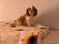 Parker, a male Cavalier King Charles Spaniel for sale in Hardy, AR – 7 of 8