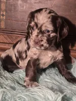 Jade, a female Cocker Spaniel for sale in Hardy, AR – 5 of 9