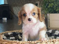 Lana, a female Cavalier King Charles Spaniel for sale in Hardy, AR – 2 of 8