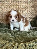 Jojo, a female Cavalier King Charles Spaniel for sale in Hardy, AR – 3 of 5