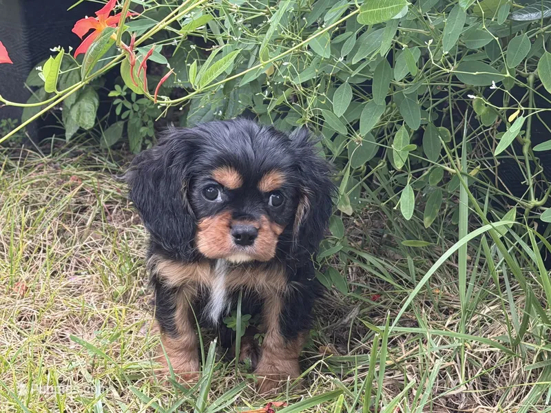 James – Cavalier King Charles Spaniel puppy for sale in Hardy, AR
