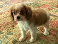 Benson, a male Cavalier King Charles Spaniel for sale in Hardy, AR – 3 of 5