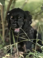 Cassy, a female Cocker Spaniel for sale in Hardy, AR – 3 of 10