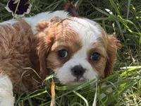 Lizzy, a female Cavalier King Charles Spaniel for sale in Hardy, AR – 2 of 5