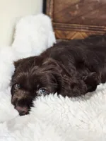 Hershey , a male Cocker Spaniel for sale in Hardy, AR – 2 of 9