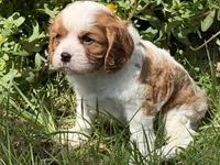 Will, a male Cavalier King Charles Spaniel for sale in Hardy, AR – 8 of 8