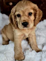 Buffy , a male Cocker Spaniel for sale in Hardy, AR – 6 of 9