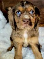 Heath, a male Cocker Spaniel for sale in Hardy, AR – 7 of 9