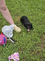 Ebony , a female Cocker Spaniel for sale in Hardy, AR – 2 of 10