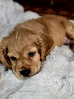 Buffy , a male Cocker Spaniel for sale in Hardy, AR – 4 of 9