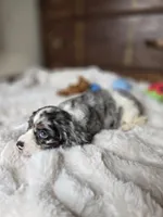 Cameron , a male Cocker Spaniel for sale in Hardy, AR – 6 of 9