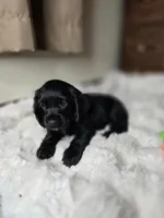 Cole, a male Cocker Spaniel for sale in Hardy, AR – 9 of 9
