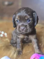 Izzy, a female Cocker Spaniel for sale in Hardy, AR – 9 of 10