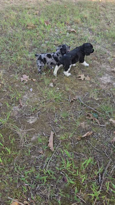 Flashy, a female Cocker Spaniel for sale in Hardy, AR – 9 of 10