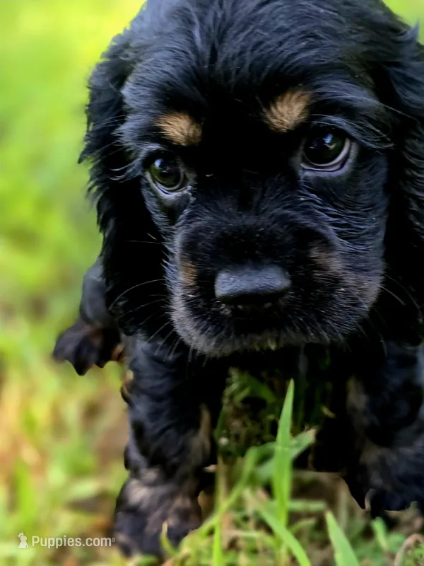 Laddy – Cocker Spaniel puppy for sale in Hardy, AR