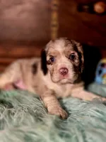 Aroura, a female Cocker Spaniel for sale in Hardy, AR – 5 of 10